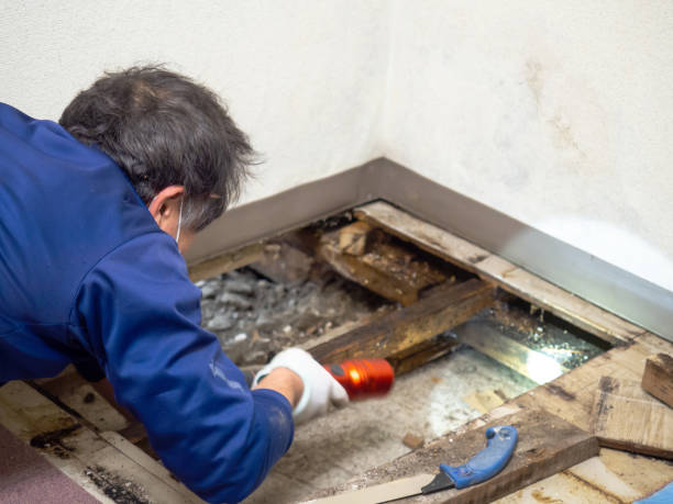 Best Crawl Space Mold Removal  in Lorado City, CO