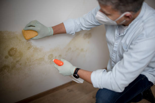 Best Toxic Mold Removal  in Lorado City, CO