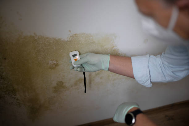 Best Local Mold Removal Service  in Lorado City, CO