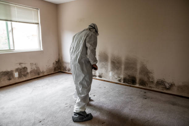 Colorado City, CO Mold Removal Company