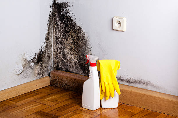 Best Attic Mold Removal  in Lorado City, CO