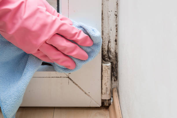 Best Certified Mold Removal  in Lorado City, CO