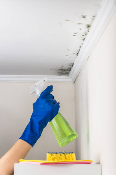 Best Fast Mold Removal  in Lorado City, CO